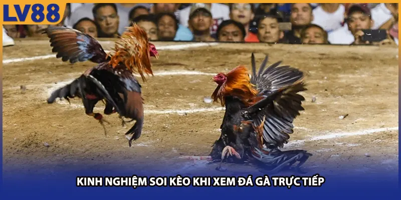 Bí quyết soi kèo hiệu quả khi xem đá gà trực tiếp