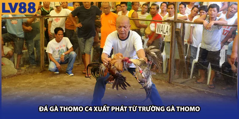 Đá gà Thomo C4 xuất phát từ trường kê Thomo