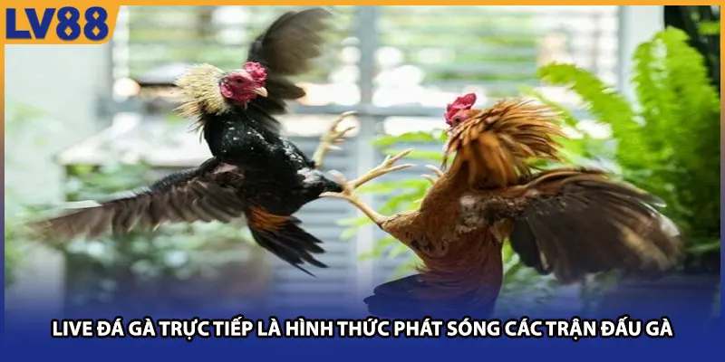 Live đá gà trực tiếp là hình thức phát sóng các trận đấu gà
