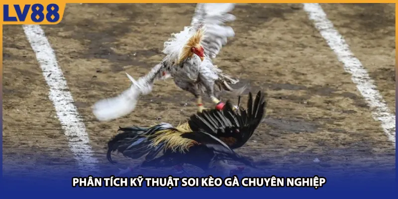 Phân tích kỹ thuật soi kèo gà chuyên nghiệp tại lv88