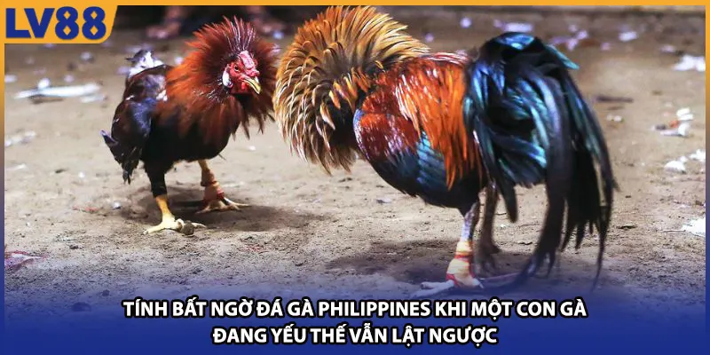 Tính bất ngờ đá gà Philippines khi một con đang yếu thế vẫn lật ngược