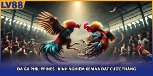Đá Gà Philippines LV88 - Kinh Nghiệm Xem Và Đặt Cược Thắng